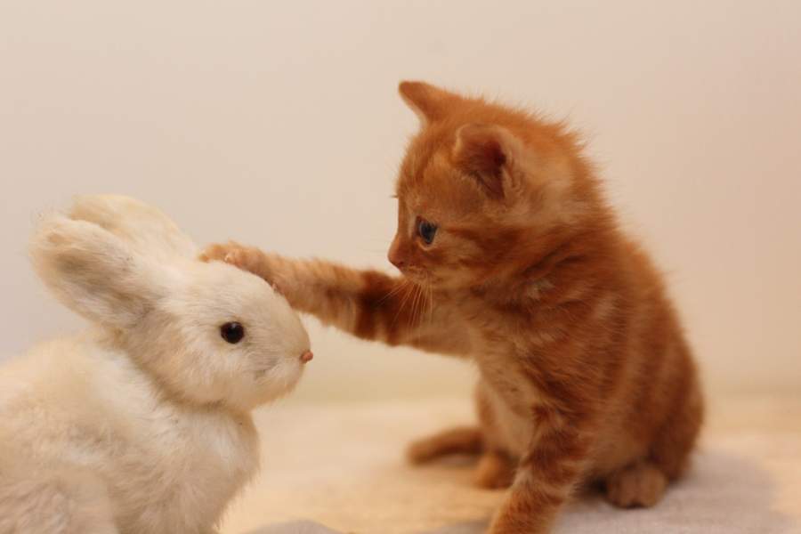 かわいい猫とウサギ