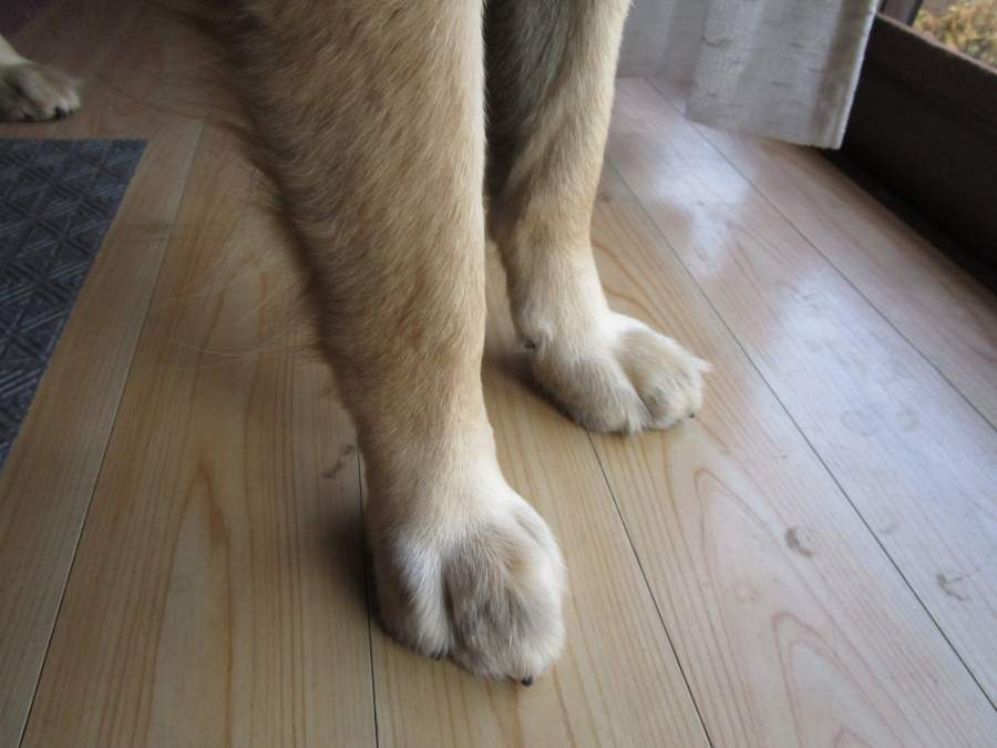 犬の足